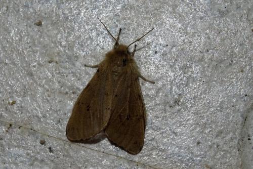 Diaphora sordida